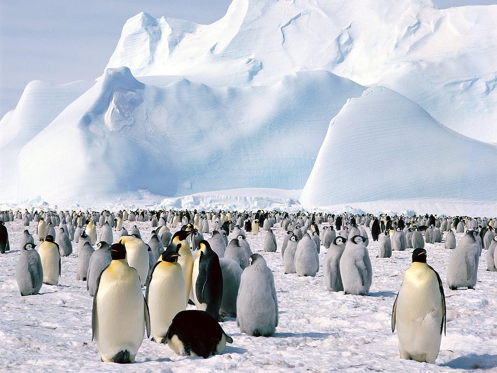 Emperor Penquins, Weddell Sea, Antarctica